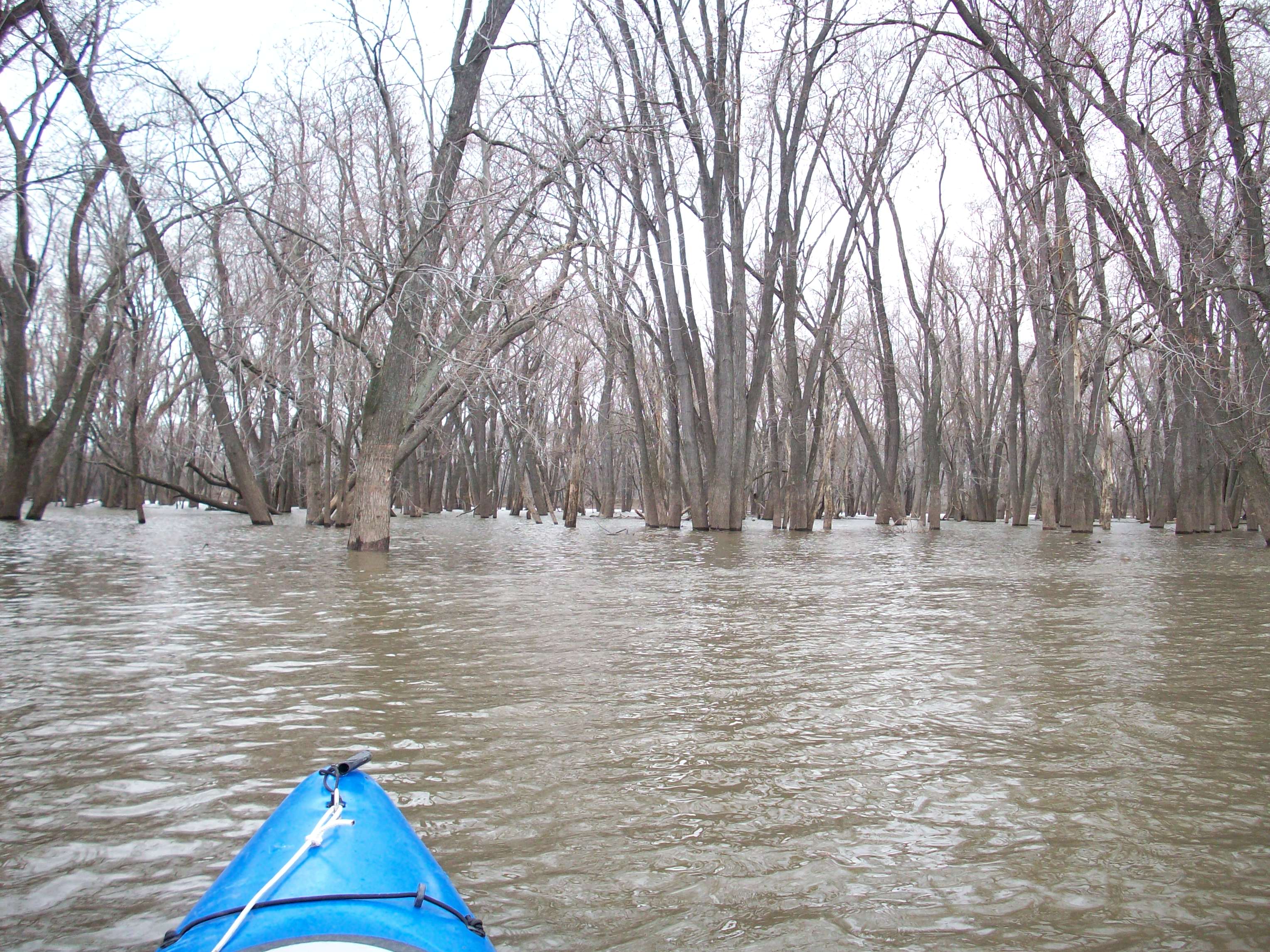 Trees growing out of water